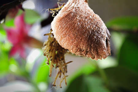 Closeup of a mantis egg case.の写真素材