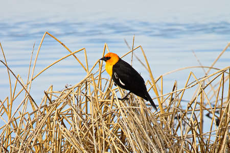 Side view of a male yellow headed blackbird.