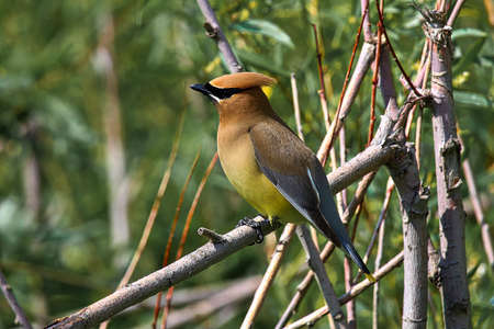 A Cedar Waxwing sitting in a tree.の写真素材