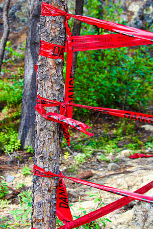 Red danger tape wrapped around a tree.の写真素材