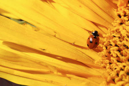 A ladybug covered in pollen crawling over a sunflower.