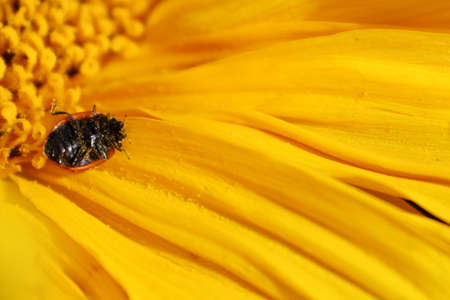 A flipped ladybug on it's back covered in pollen on a sunflower.