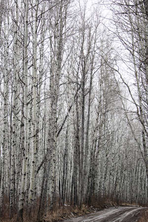 View of a birch forest in spring.の写真素材