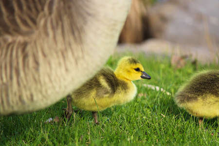 Closeup of a gosling with its' parent close by.