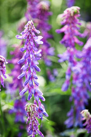 Closeup of the Tufted Vetch flower weed.の写真素材