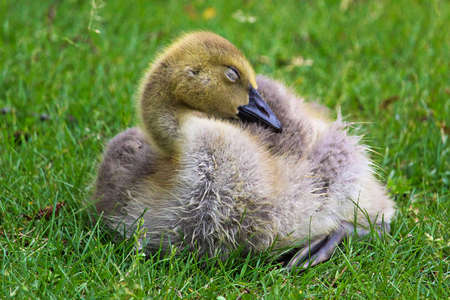Closeup of a juvenile Canada Goose sleeping.の写真素材