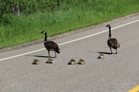 Two Canada Geese watch their juvenile goslings resting in the middle of the road.