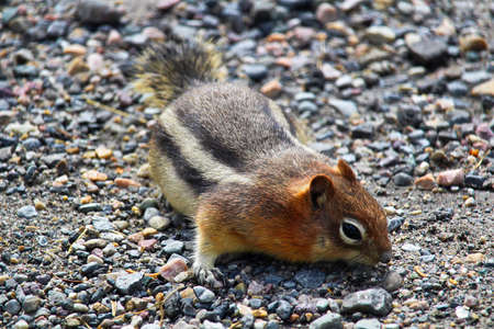 A ground squirrel on colorful rocks looking for food.