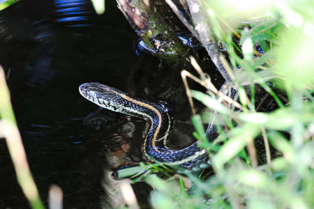 A Plains Garter Snake enters water trying to swim away.