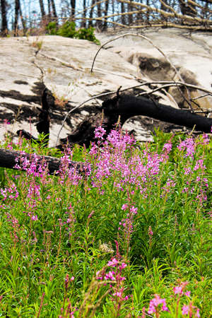 Chamerion angustifolium growing with burnt trees in the background.の写真素材