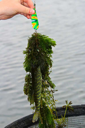 A tiny pike brought in with a pile of weeds.