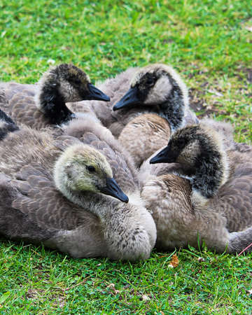 Closeup view of juvenile Canada Geese in various stages of molting.の写真素材
