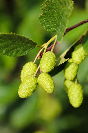Closeup of green alder cones on a green background.の写真素材