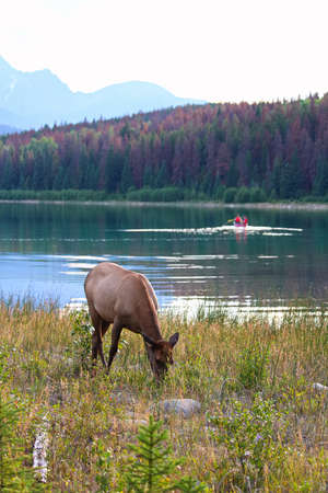 An elk grazes as a canoe paddles by in the background.の写真素材