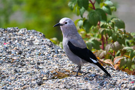 A Clarks Nutcracker bird standing on gravel.