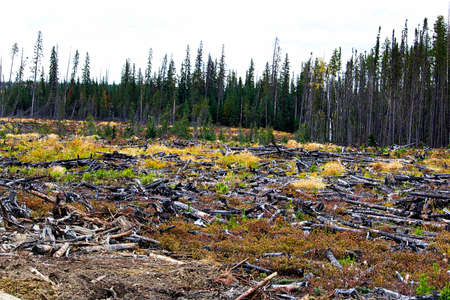 A section of forest that has been harvested and burned.
