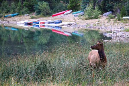 An elk looks off into the distance near a boat launch.の写真素材