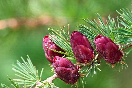 Macro view of branches with young tamarack cones.