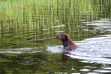 A dog in the water bringing back a large stickの写真素材