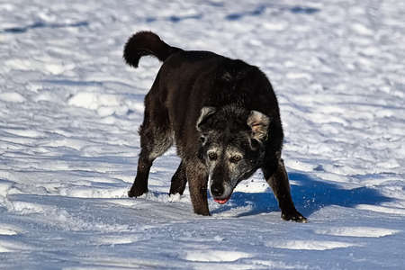 A derpy senior dog running and enjoying the snow