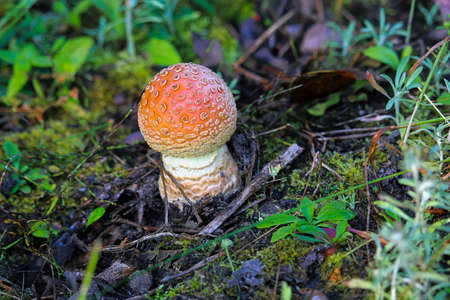 A red Amanita mushroom growing on the forest floor