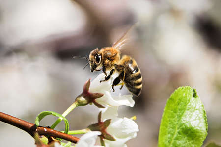 Macro of a bee sitting on an unopened blossom.