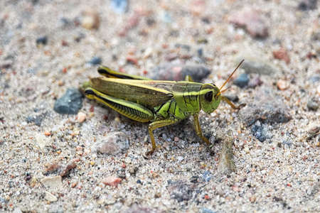 Closeup of a green grasshopper on sand.の写真素材
