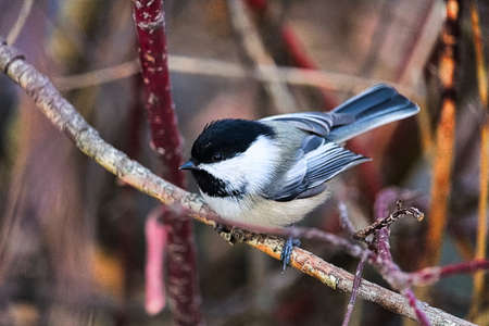A chickadee sitting on a branch in winter.の写真素材