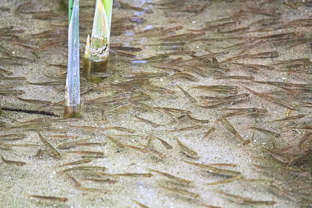 Minnows swimming in reeds in shallow water.の写真素材