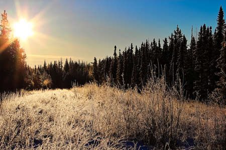 Morning sunlight in a hoar frost covered forestの写真素材
