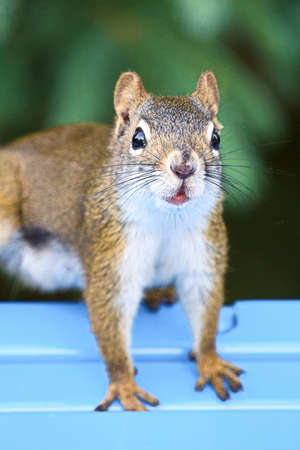 Portrait closeup view of a red squirrelの写真素材