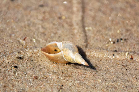 Closeup of a empty snail shell on sand