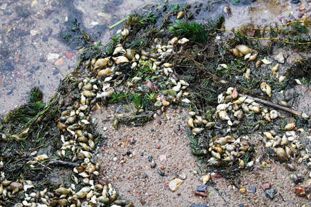 Snail shells and weeds on a sandy shoreの写真素材