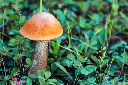 Closeup of a red cap leccinum boreal mushroomの写真素材