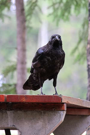 A raven standing on a picnic tableの写真素材