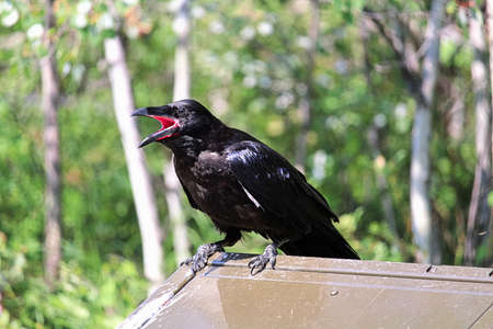 A raven perched on a catching flies with it mouth wide openの写真素材