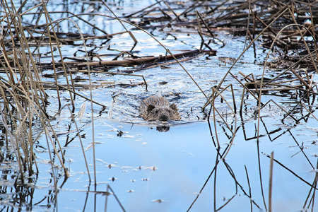 A muskrat swimming along in a pondの写真素材