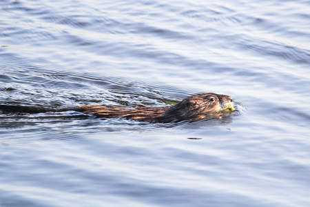 A muskrat swimming along in a pondの写真素材