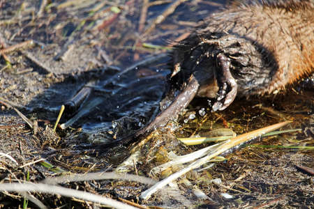 Blur of a muskrat tail as it swims awayの写真素材
