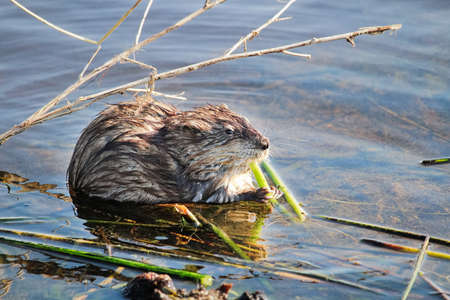 A muskrat sitting on a shore and eating reeds in springの写真素材