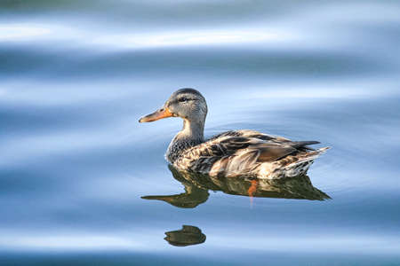 A female mallard duck swims in mirrored waterの写真素材
