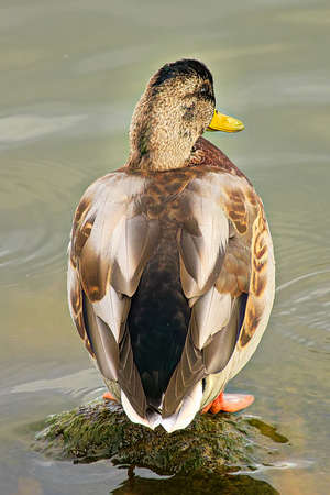 The back of juvenile male duck starting to moltの写真素材