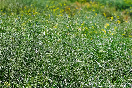 A field of green canola with flowers blurred in the backgroundの写真素材