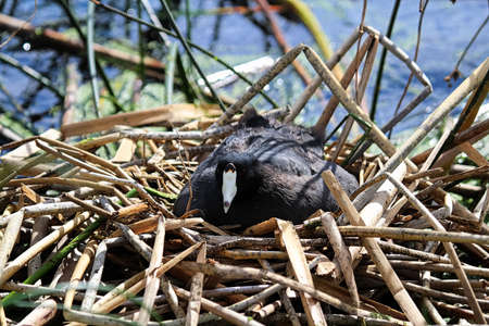An American Coot sitting on a nest of reeds.