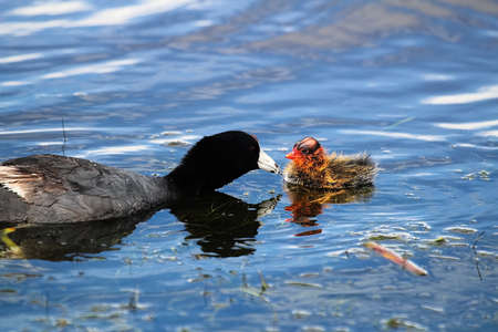An American Coot swimming with a chick.