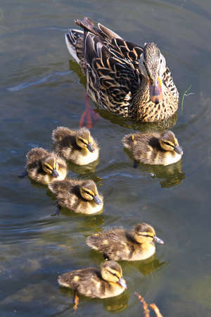 A Mallard and ducklings swimming in water.の写真素材