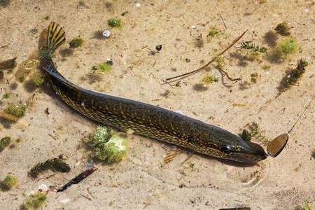 A Northern Pike caught on a fishing hook.