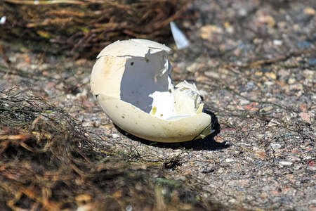 Closeup of a broken egg on the ground.の写真素材