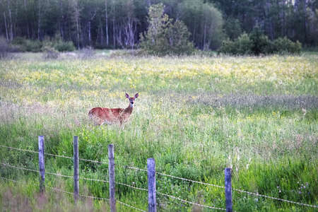A whitetail deer standing in grass beside a fenceの写真素材