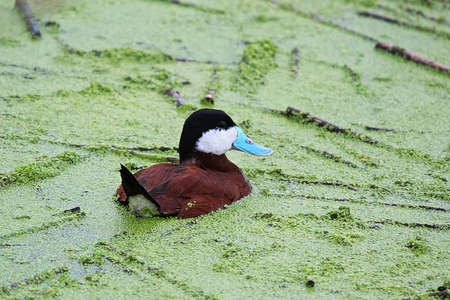 A male Ruddy Duck swims in green algaeの写真素材
